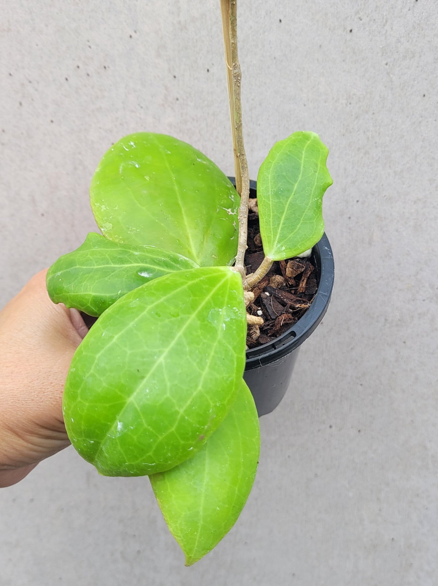 Hoya dolichosparte Sulawesi IML1377