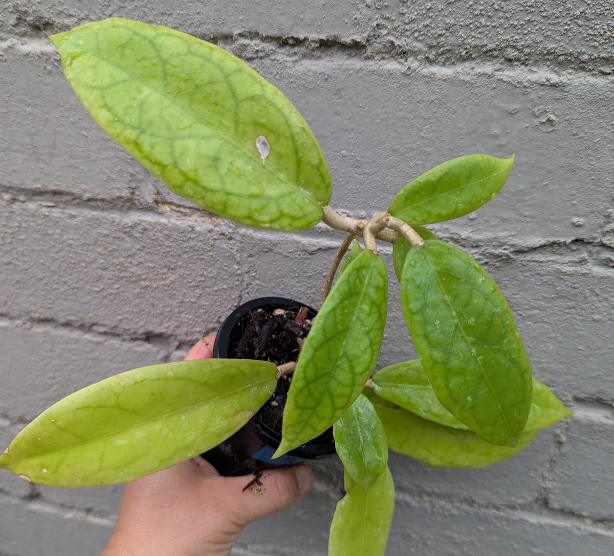 Hoya sp. Estrella Waterfall Philippines IML1627 (double planted)