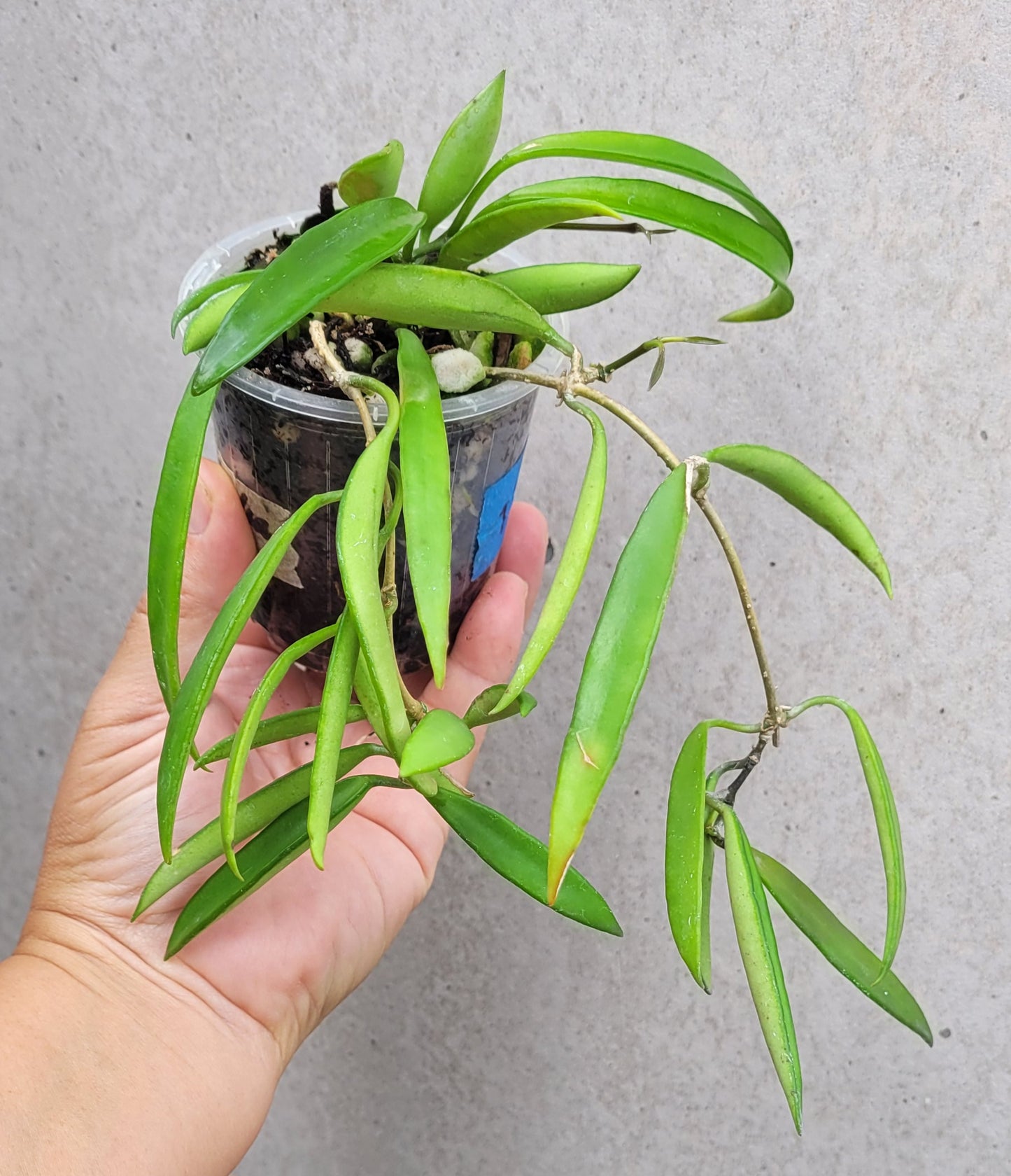 Hoya aff. kentiana Philippines IML0834 (prev h. angustifolia)