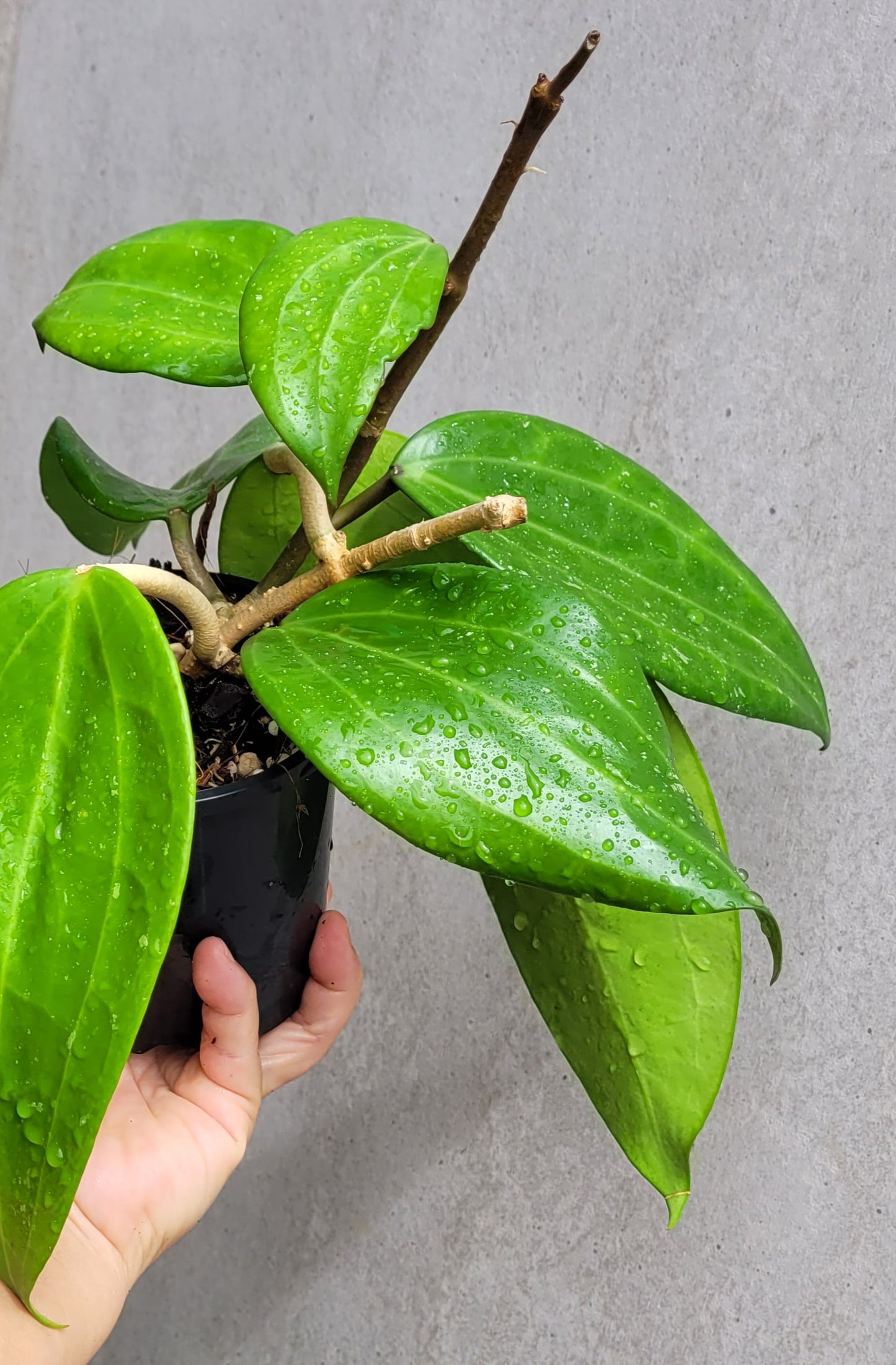Hoya latifolia West Java IML1181 (formerly h. tjadasmalangensis)