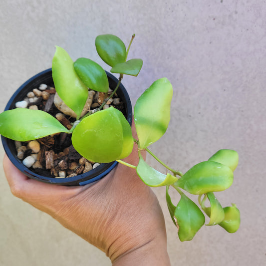 Hoya brevialata Sulawesi IML1216