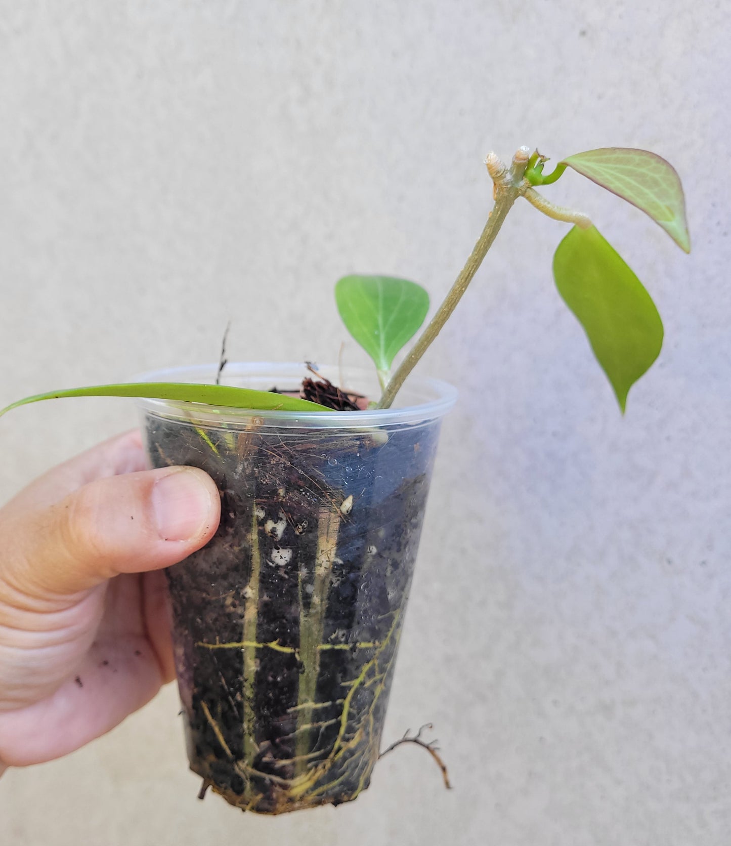 Hoya chunii IML1134 (chuniana) PNG