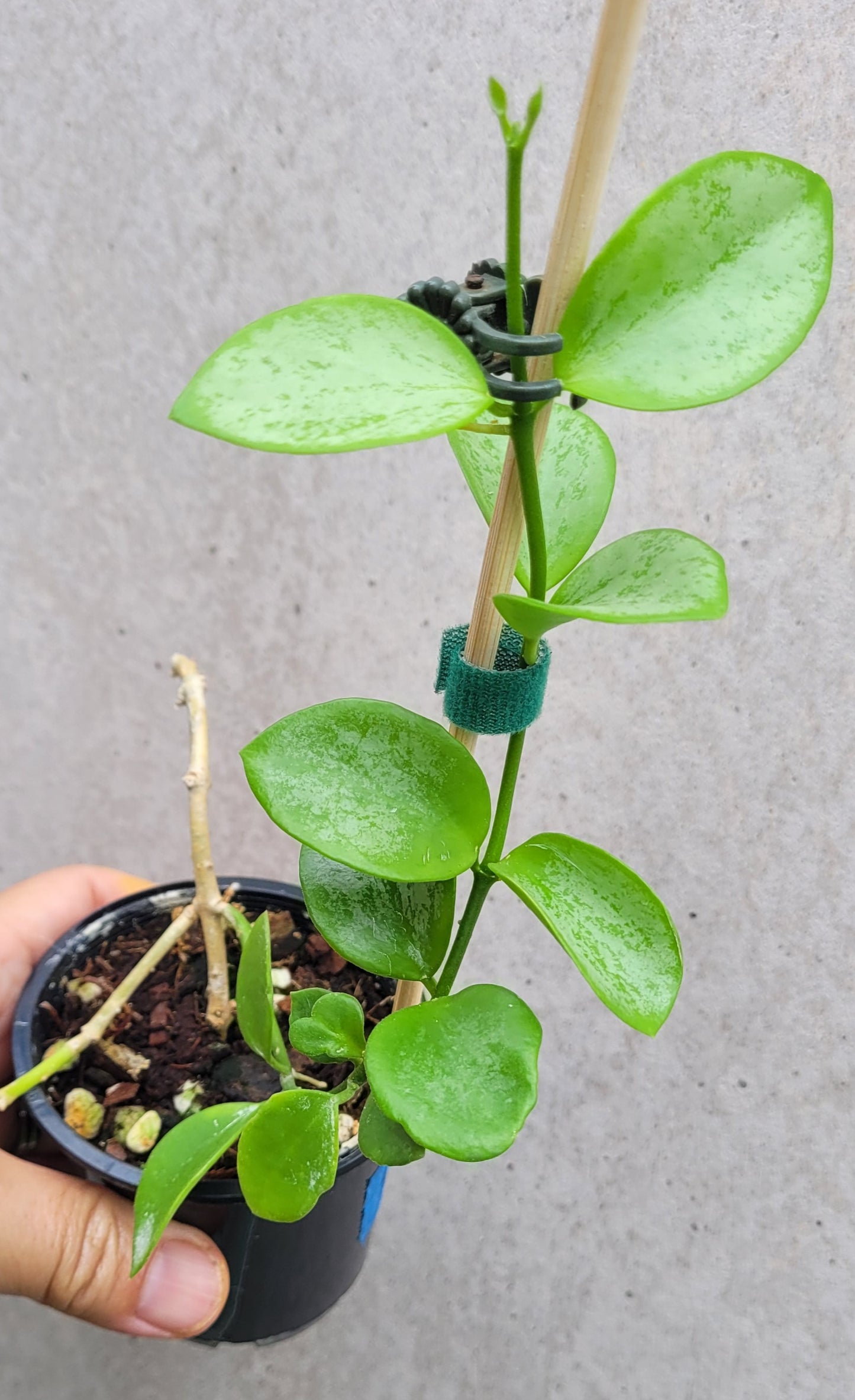 Hoya collina Biak Irian Jaya IML1187