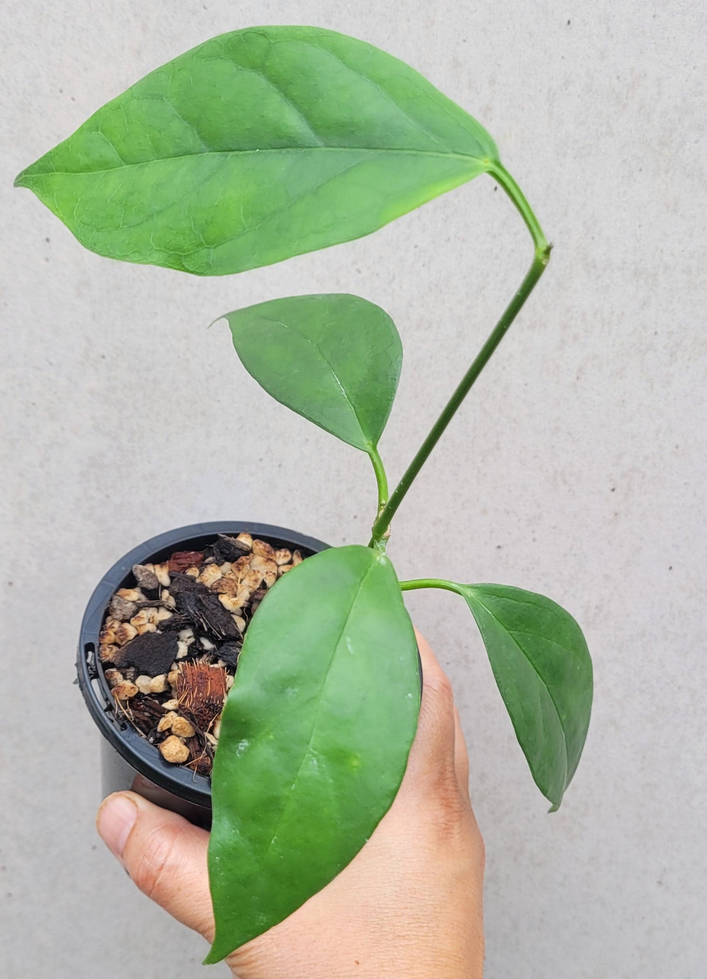 Hoya coriacea Malaysia IML0716