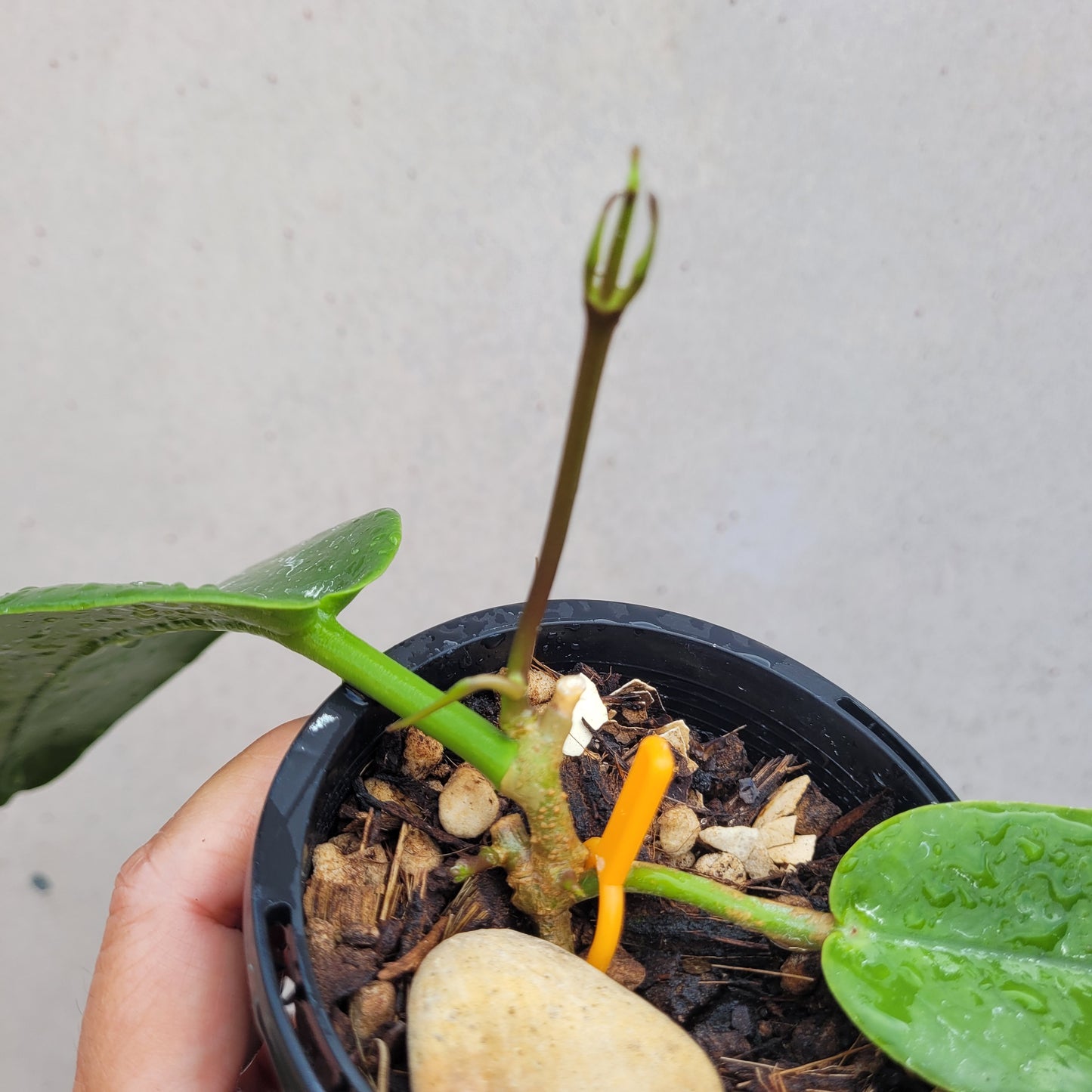 Hoya archboldiana PNG IML0414 (white flowers)