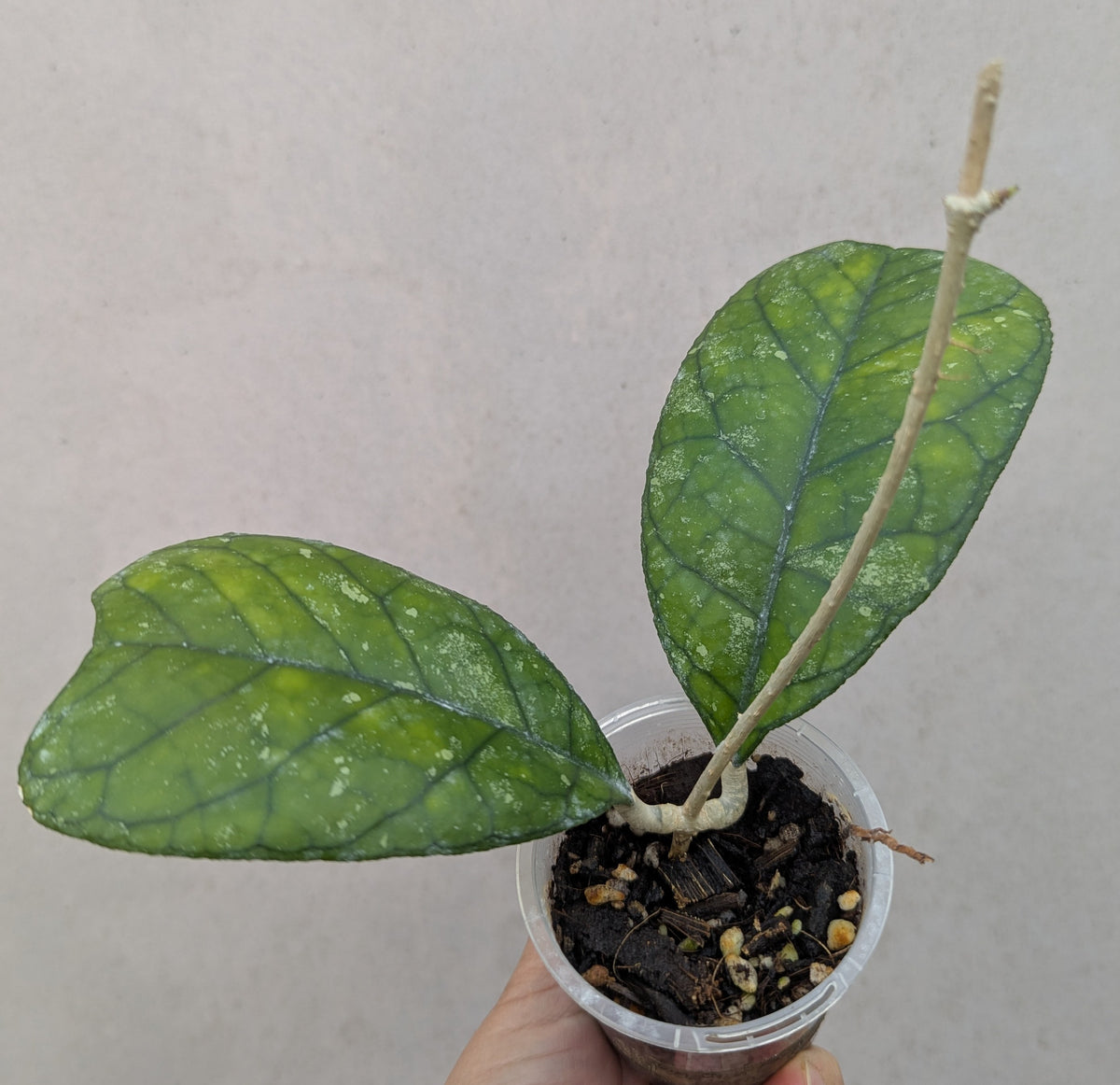 Hoya deykeae Sumatra IML1185