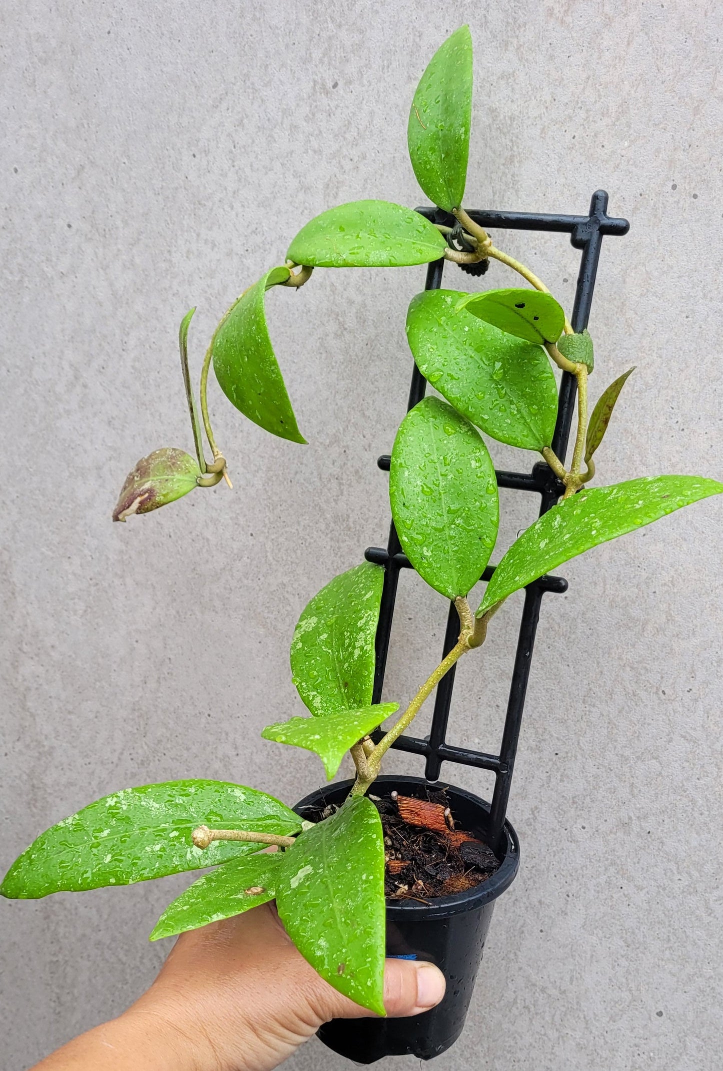 Hoya sp. Ko Chang Island Thailand IML1508