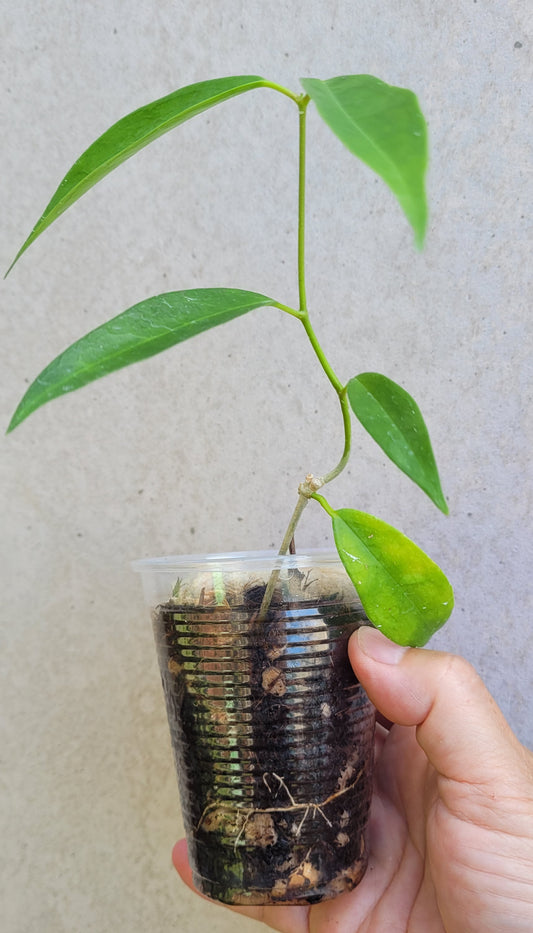 Hoya chlorantha IML1352