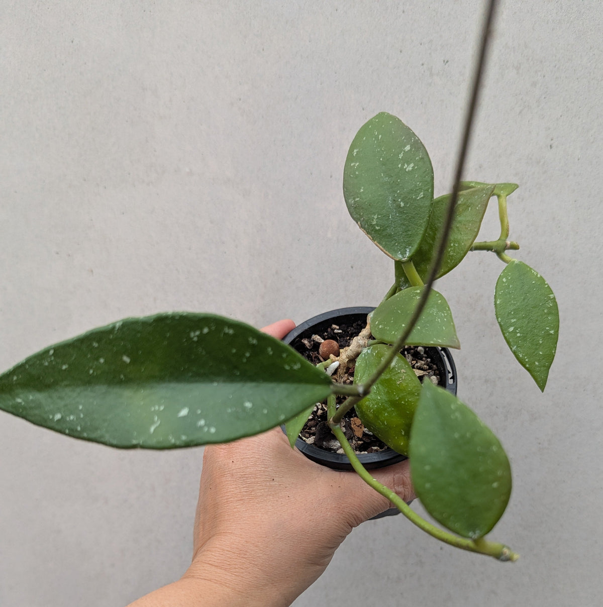 Hoya rundumensis