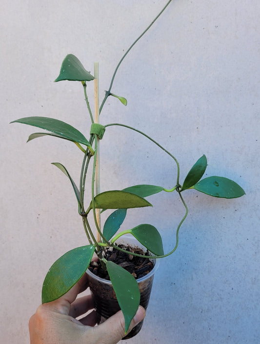 Hoya micrantha India IML0100