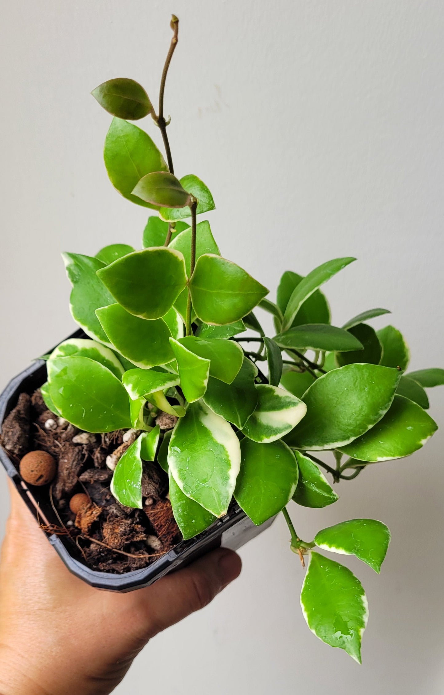 Hoya heuschkeliana albomarginata