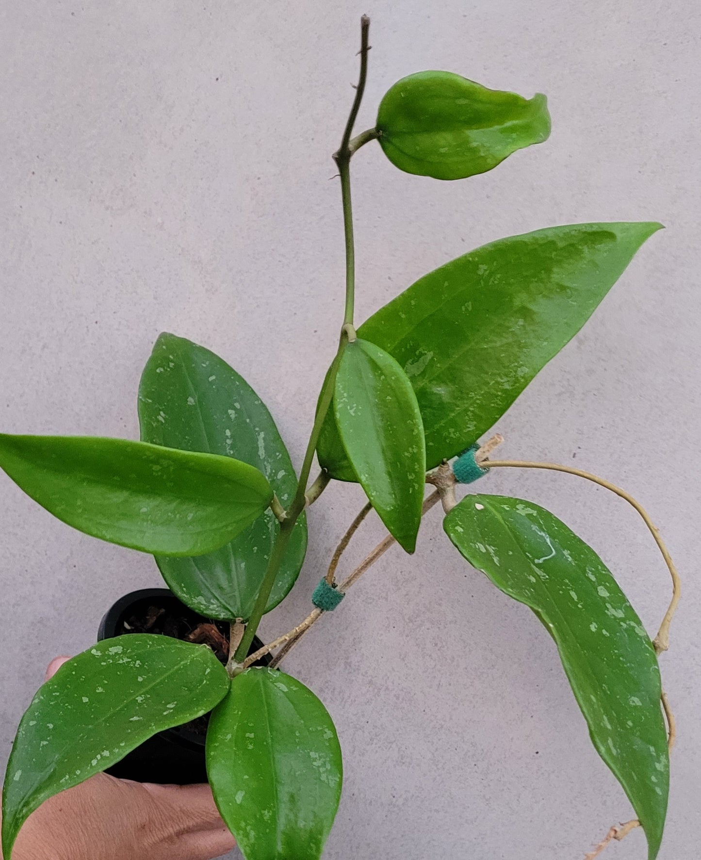 Hoya rigida Thailand IML1424