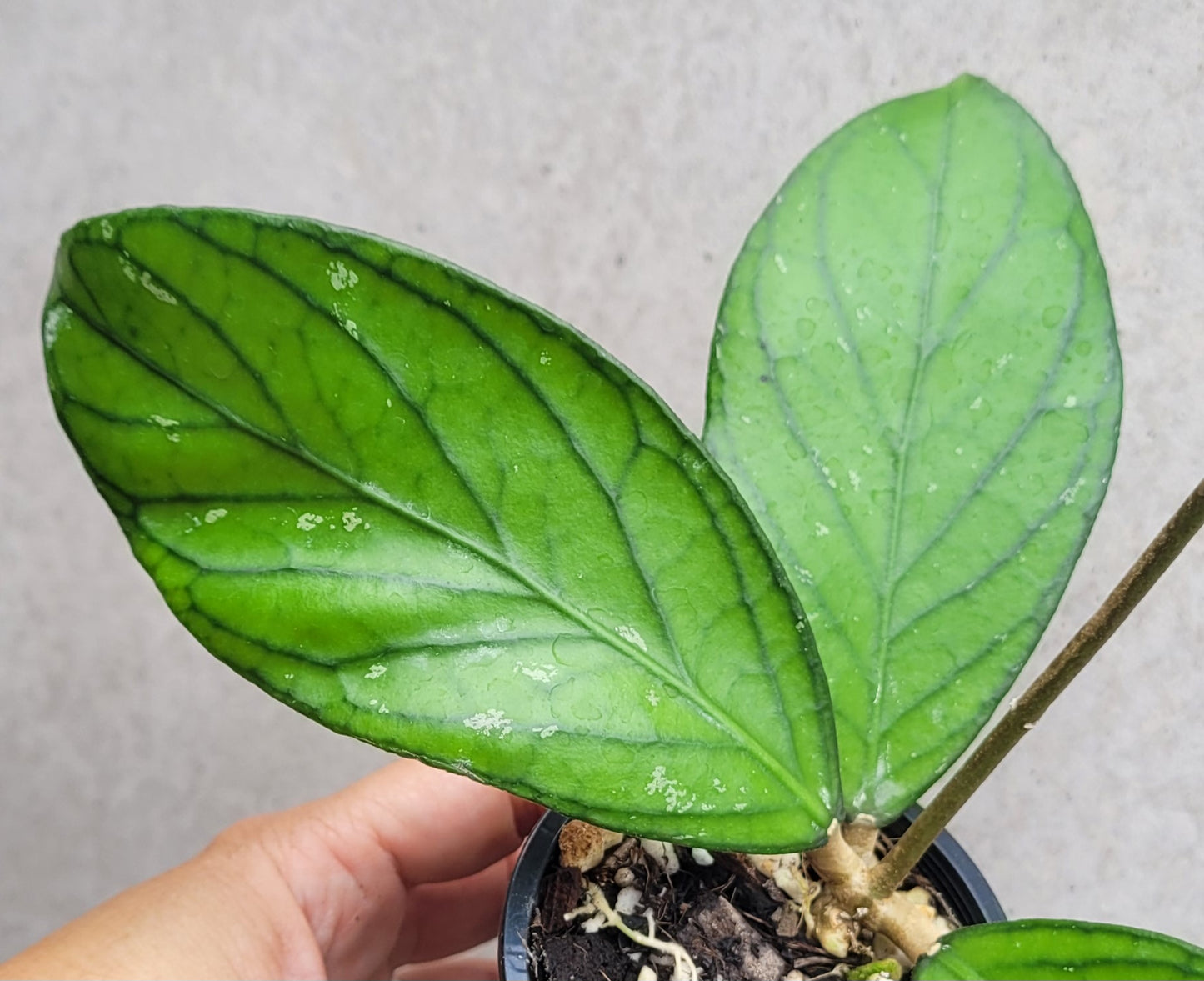 Hoya sp Tanggamus