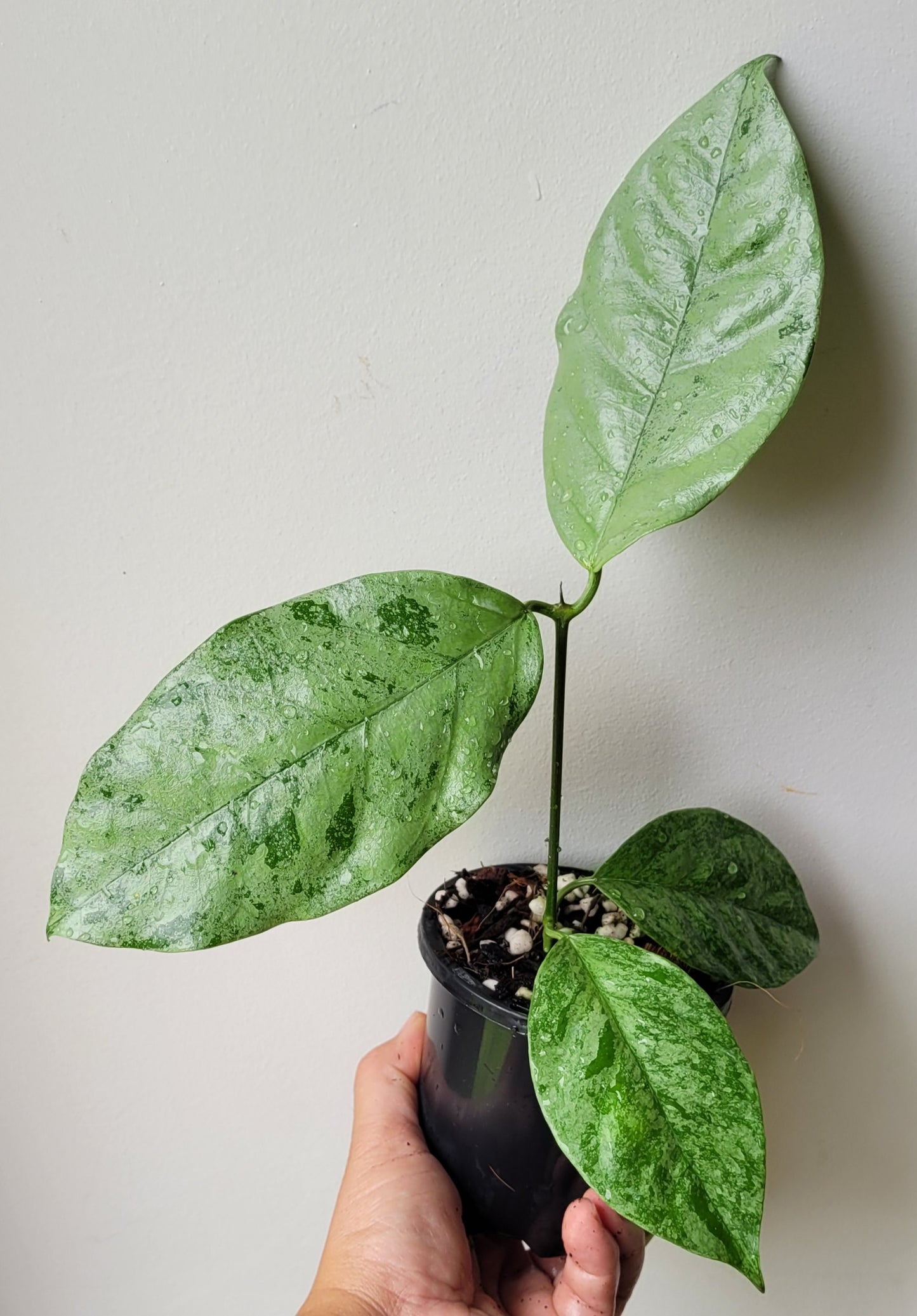 Hoya coriacea Silver