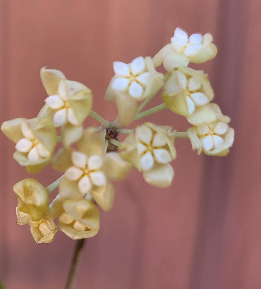 Hoya chunii IML1134 (chuniana) PNG