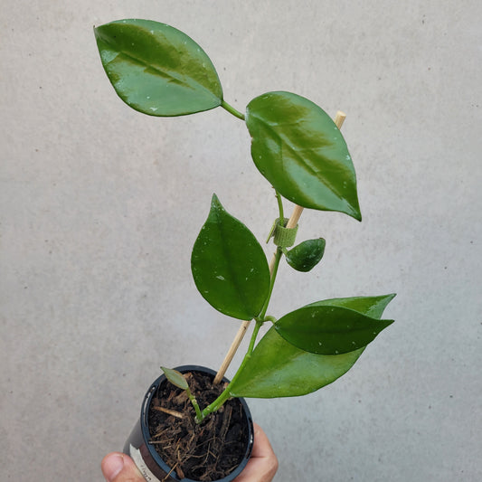 Hoya nabawanensis Malaysia IML0078
