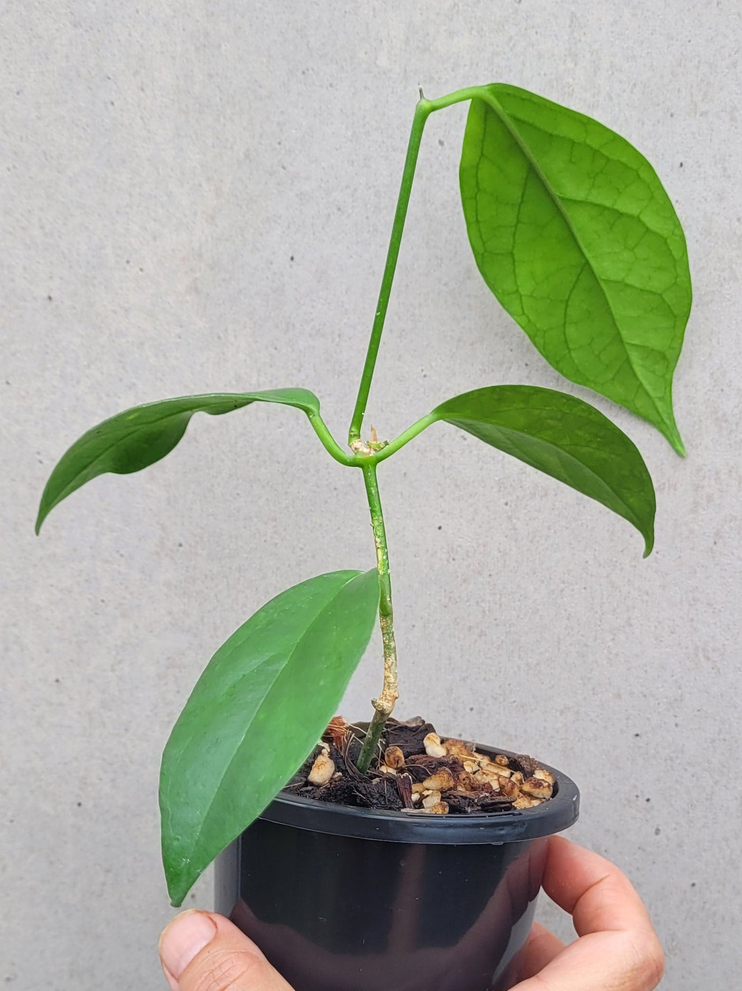 Hoya coriacea Malaysia IML0716