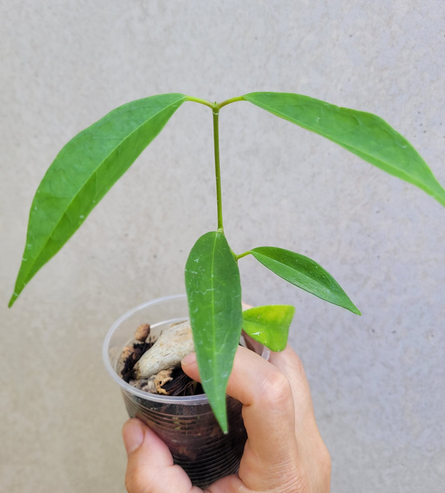 Hoya chlorantha IML1352