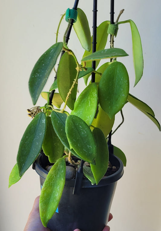 Hoya thomsonii White IML1177- Large mature plant