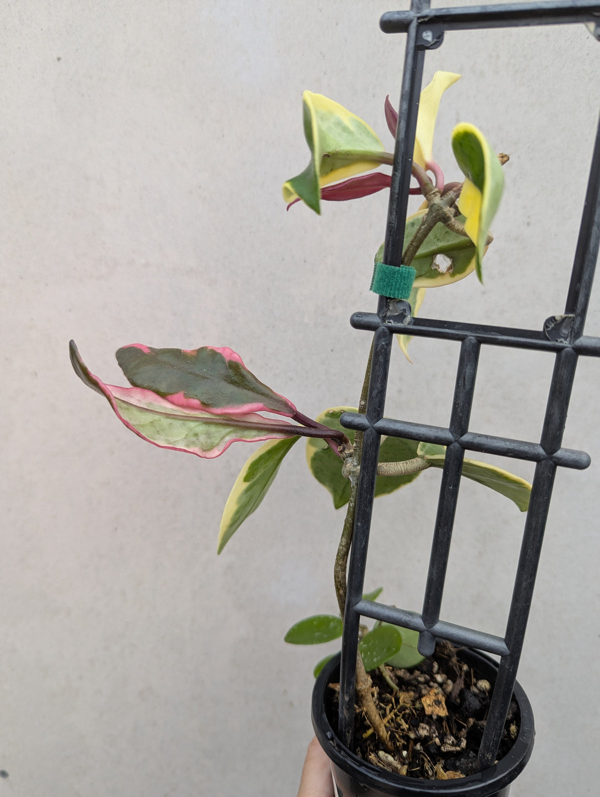 Hoya carnosa albomarginata 'Purple Pride'