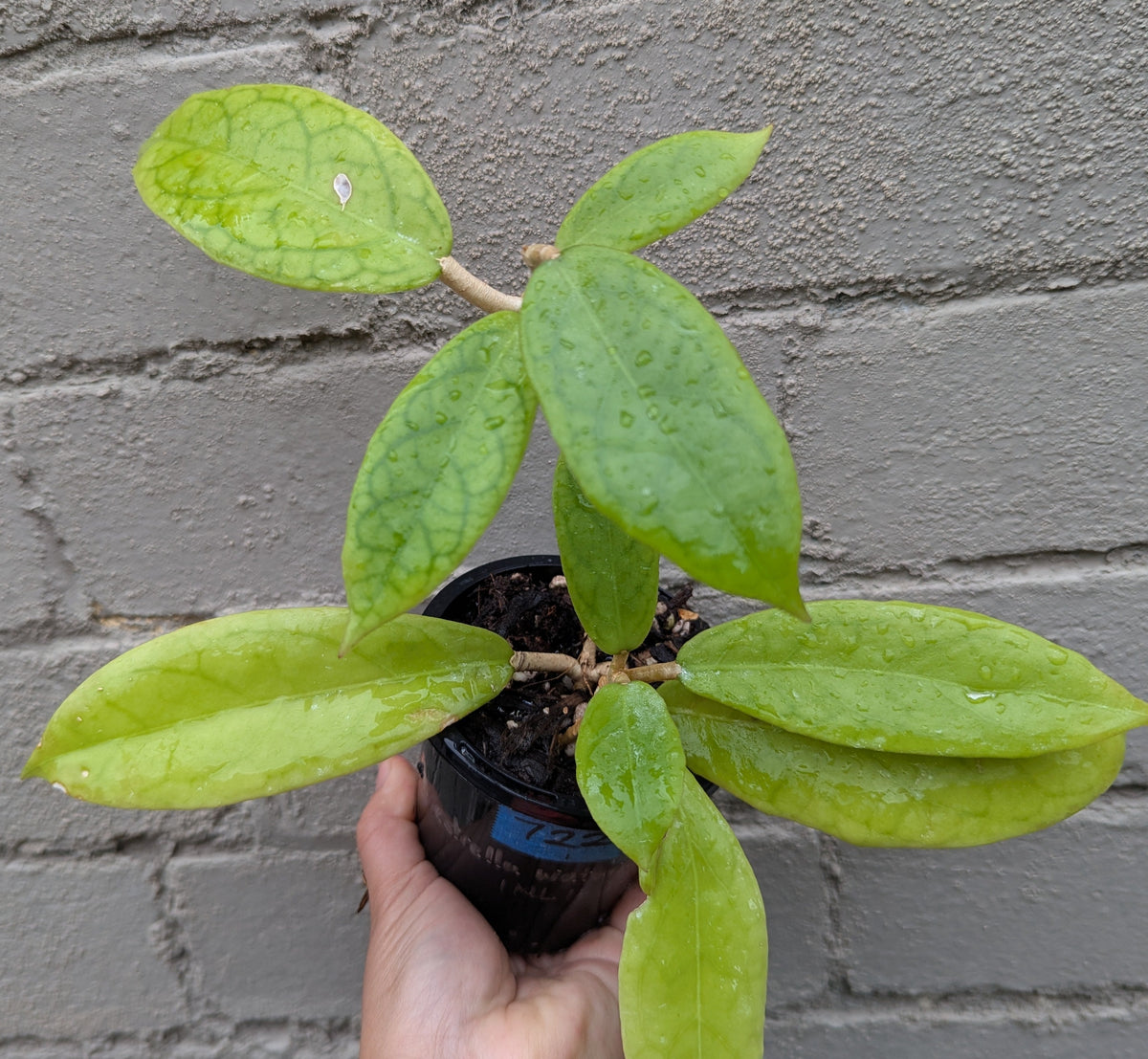 Hoya sp. Estrella Waterfall Philippines IML1627 (double planted)