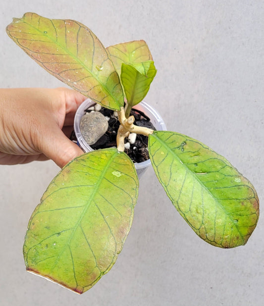 Hoya sp. Gunung Gading