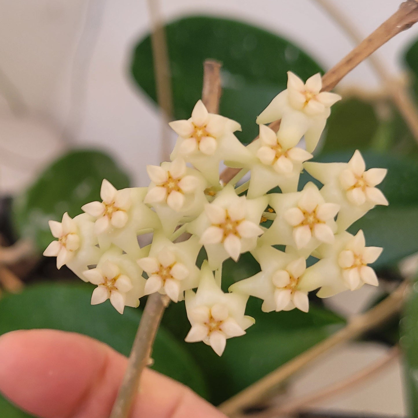 Hoya benitotanii Philippines IML1830