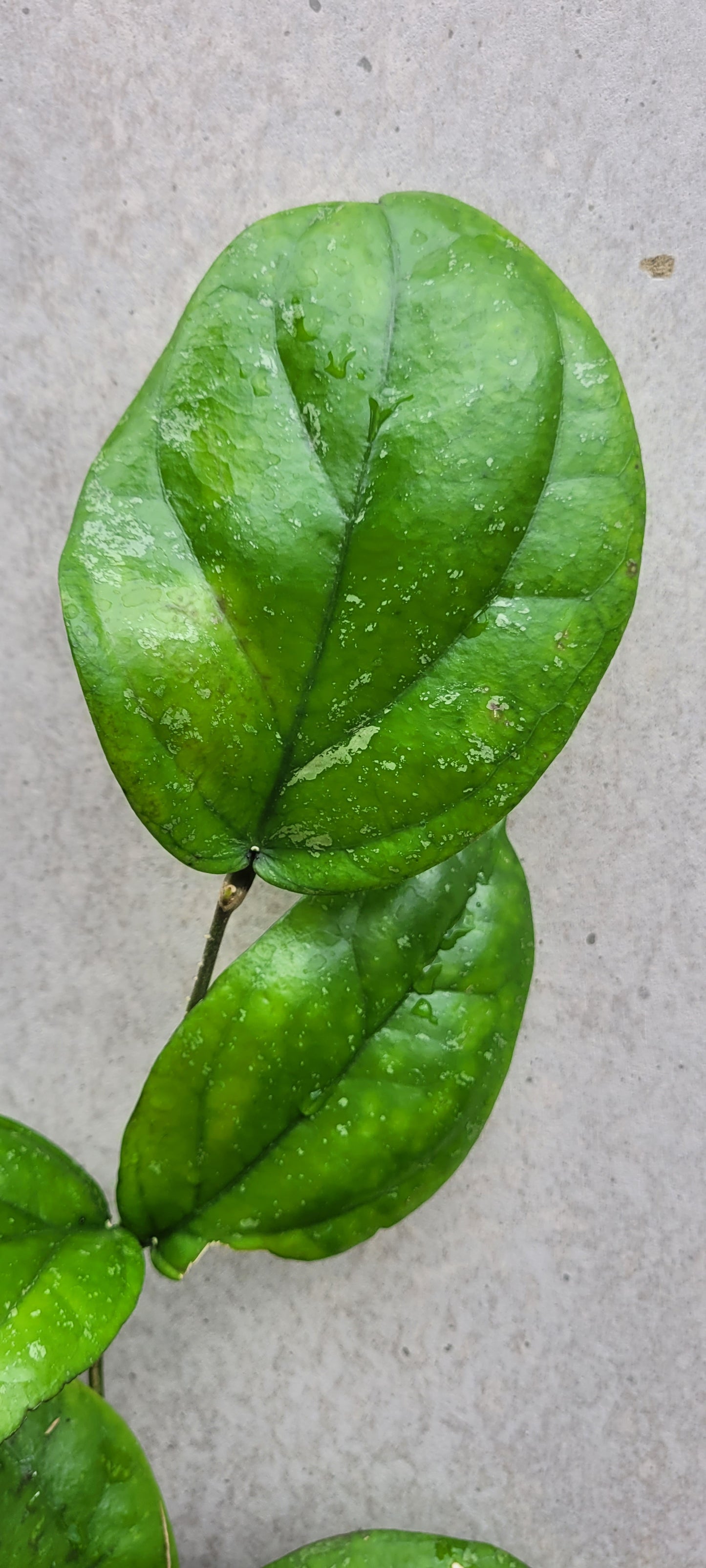 Hoya lambii Sabah IML1800