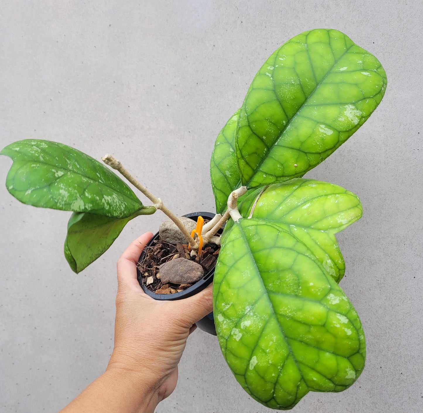 Hoya deykeae Sumatra IML1185