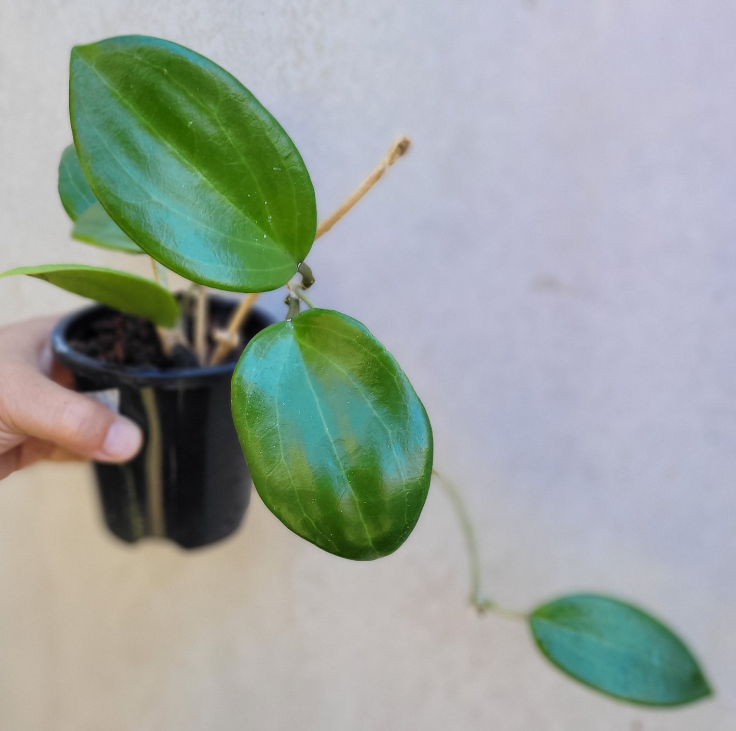 Hoya merrillii Philippines IML0465