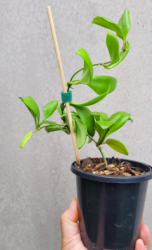 Hoya brevialata Sulawesi IML1216