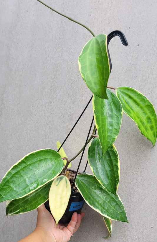 Hoya latifolia albomarginata IML1622