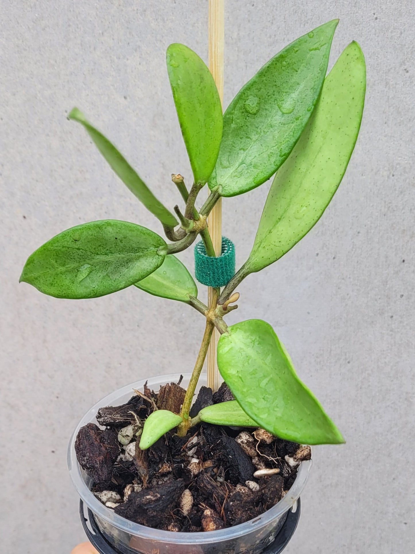 Hoya 'Silver Lady Dy'