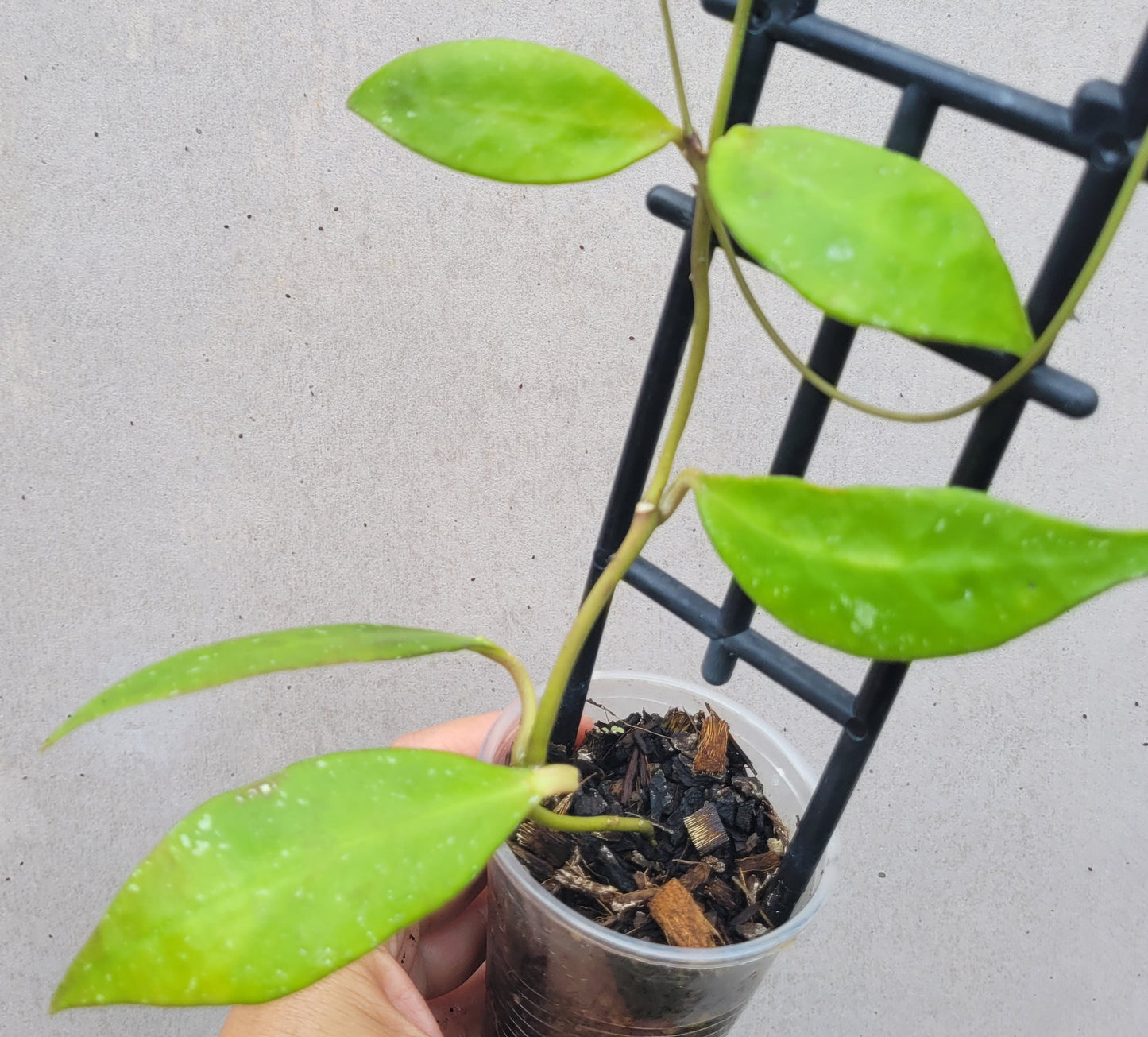 Hoya aff plicata Malay Peninsula IML1566