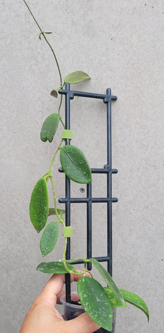 Hoya thomsonii White IML1177