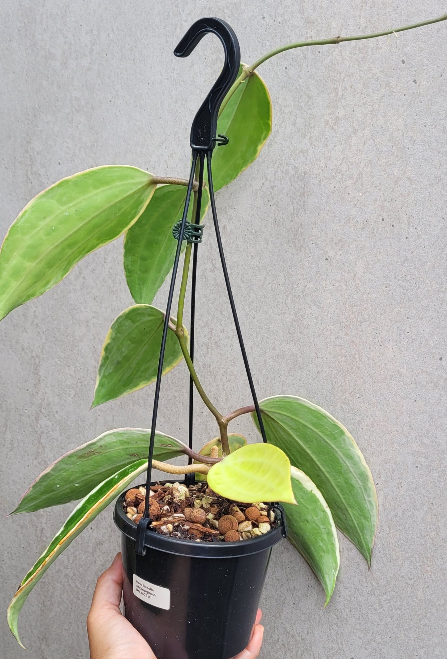 Hoya latifolia albomarginata IML1622