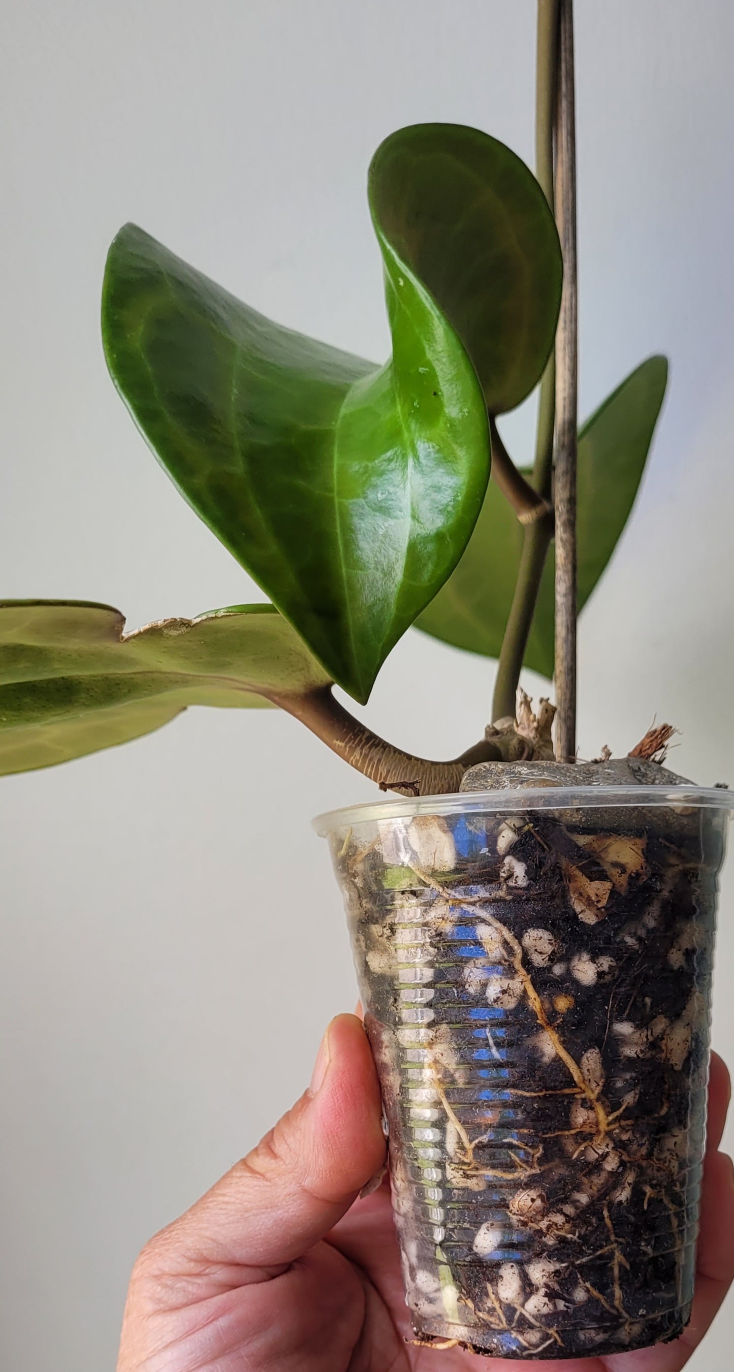 Hoya latifolia IML1590 (prev aff clandestina)