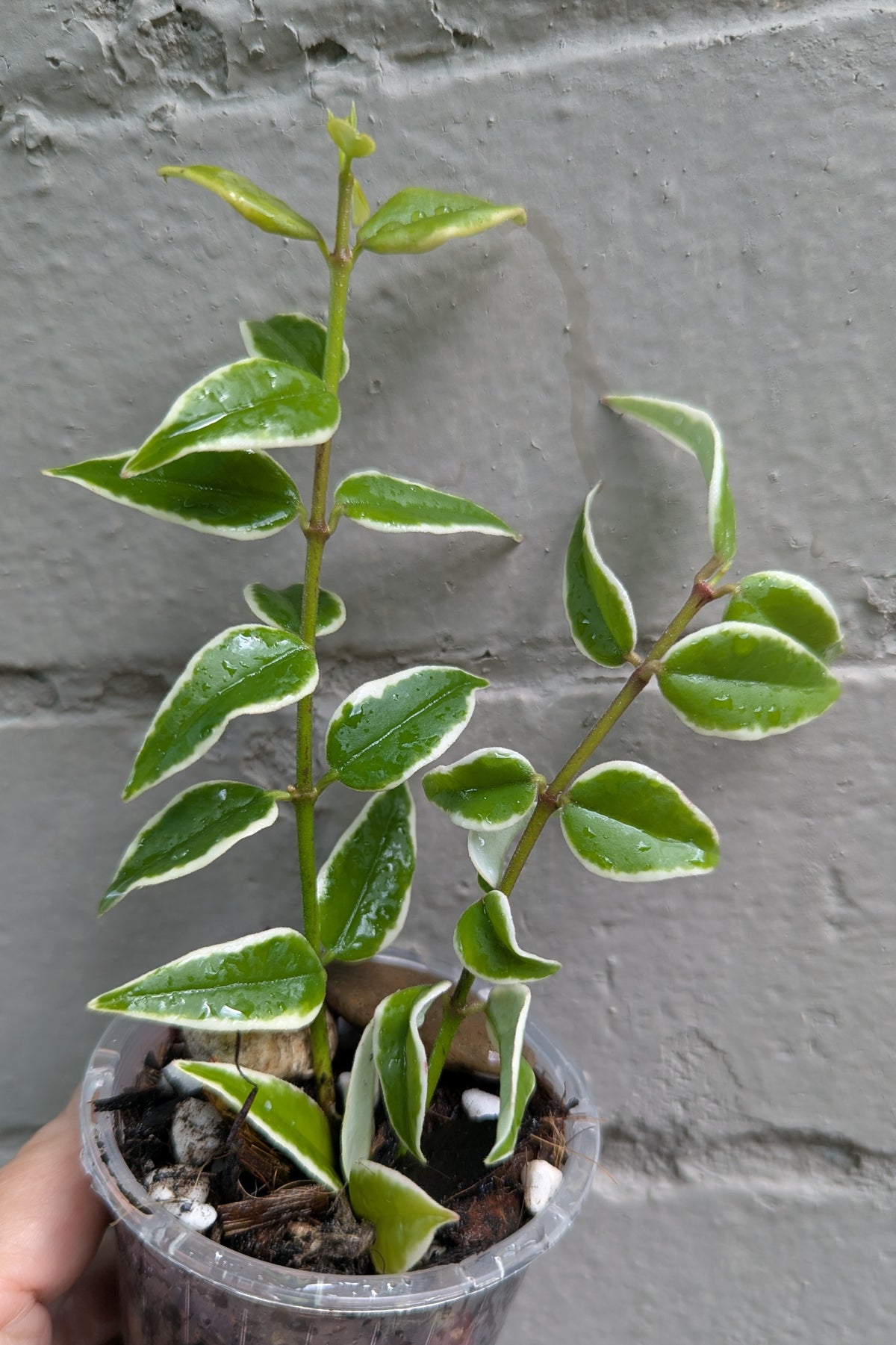 Hoya bella albomarginata