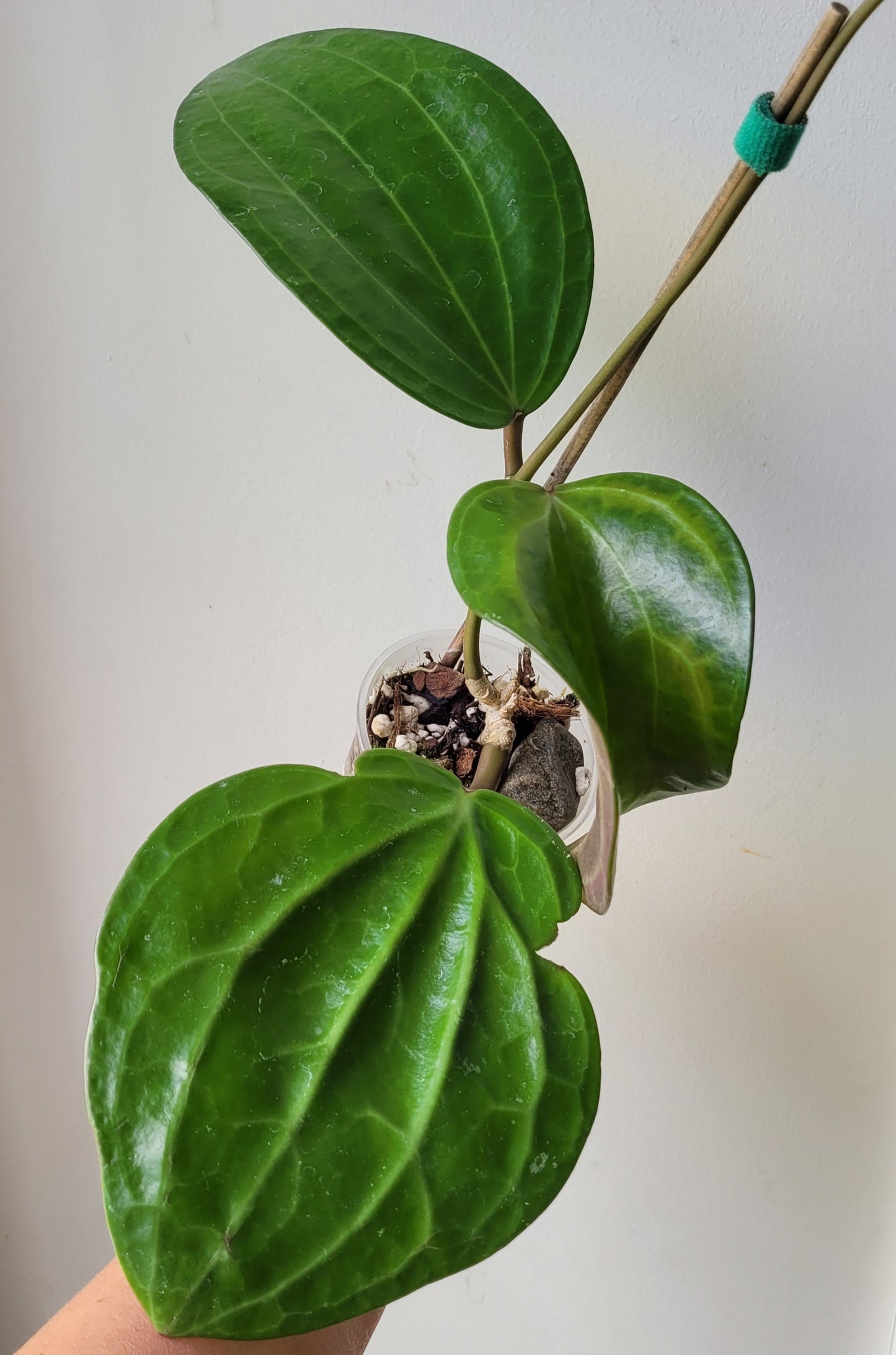 Hoya latifolia IML1590 (prev aff clandestina)