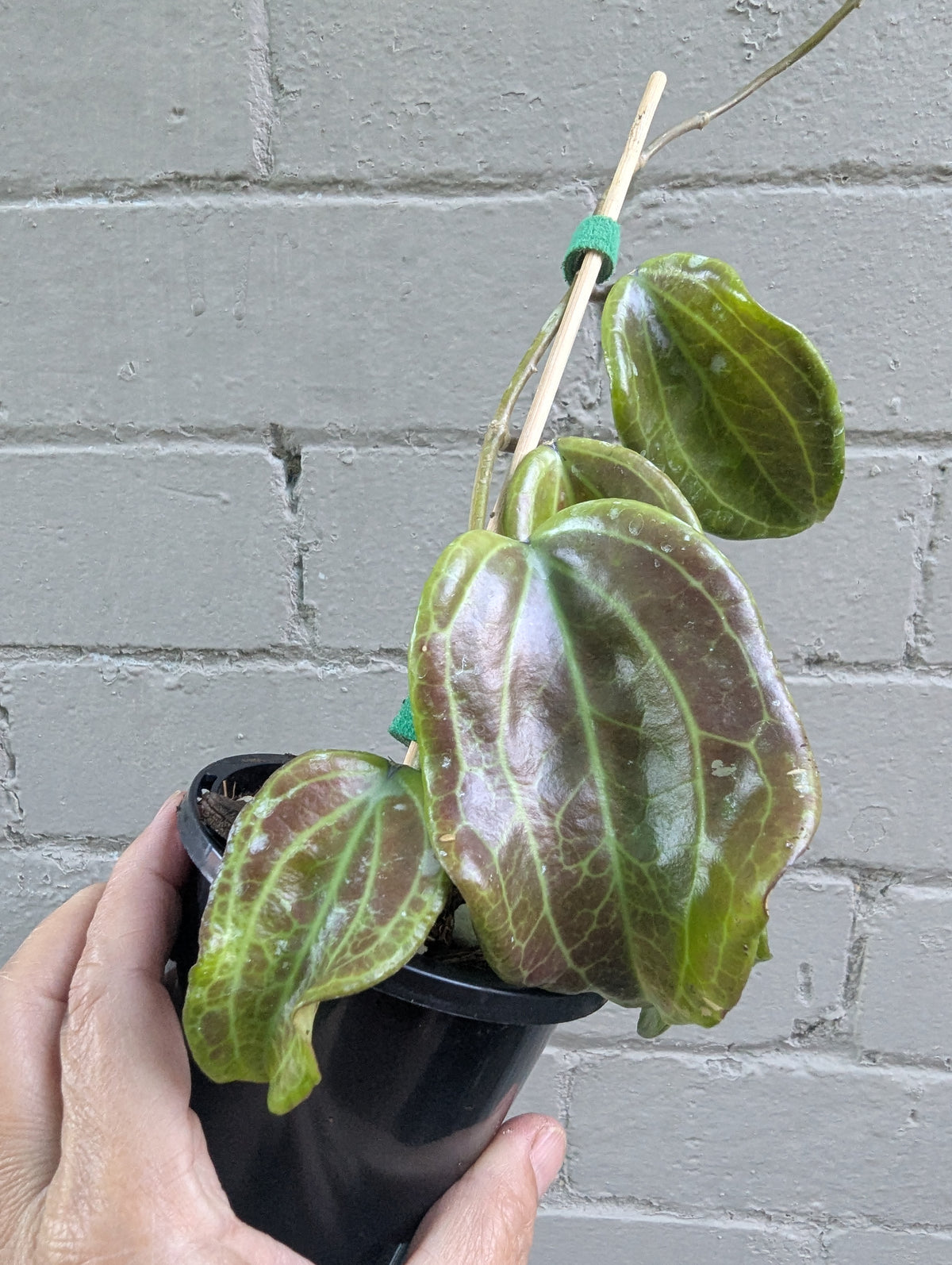 Hoya merrillii Philippines IML0850