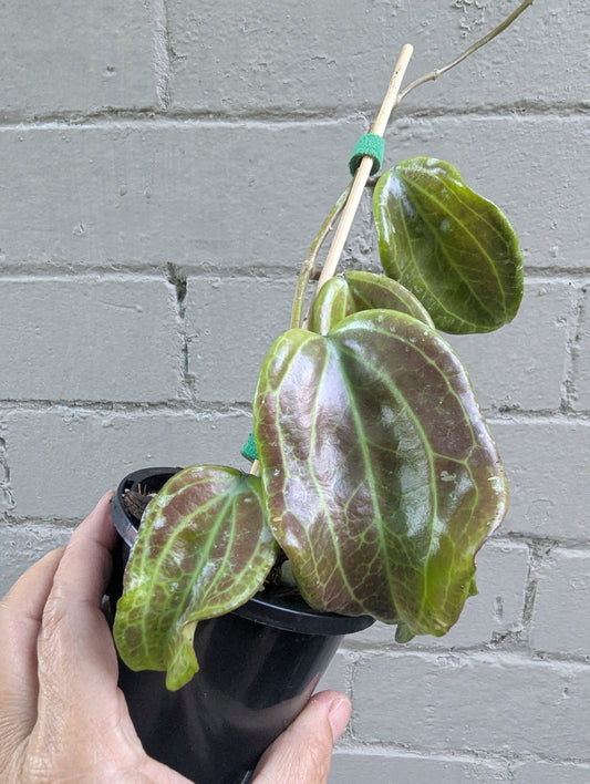 Hoya merrillii Philippines IML0850