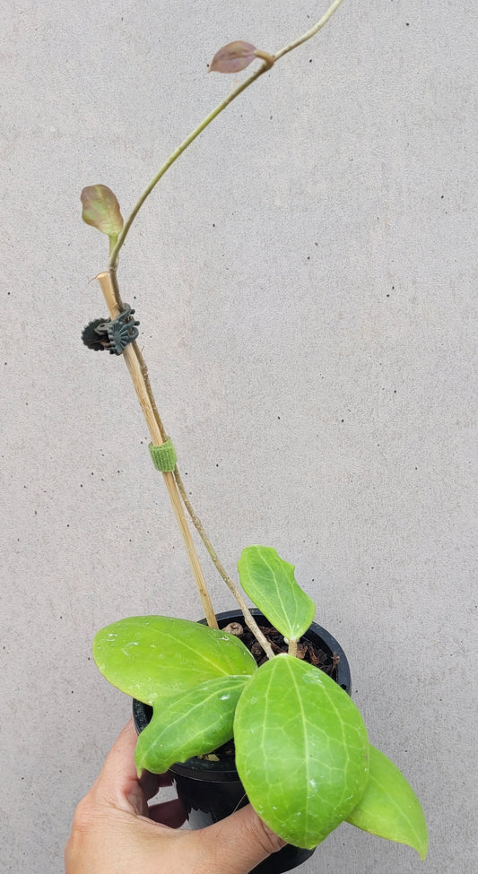 Hoya dolichosparte Sulawesi IML1377