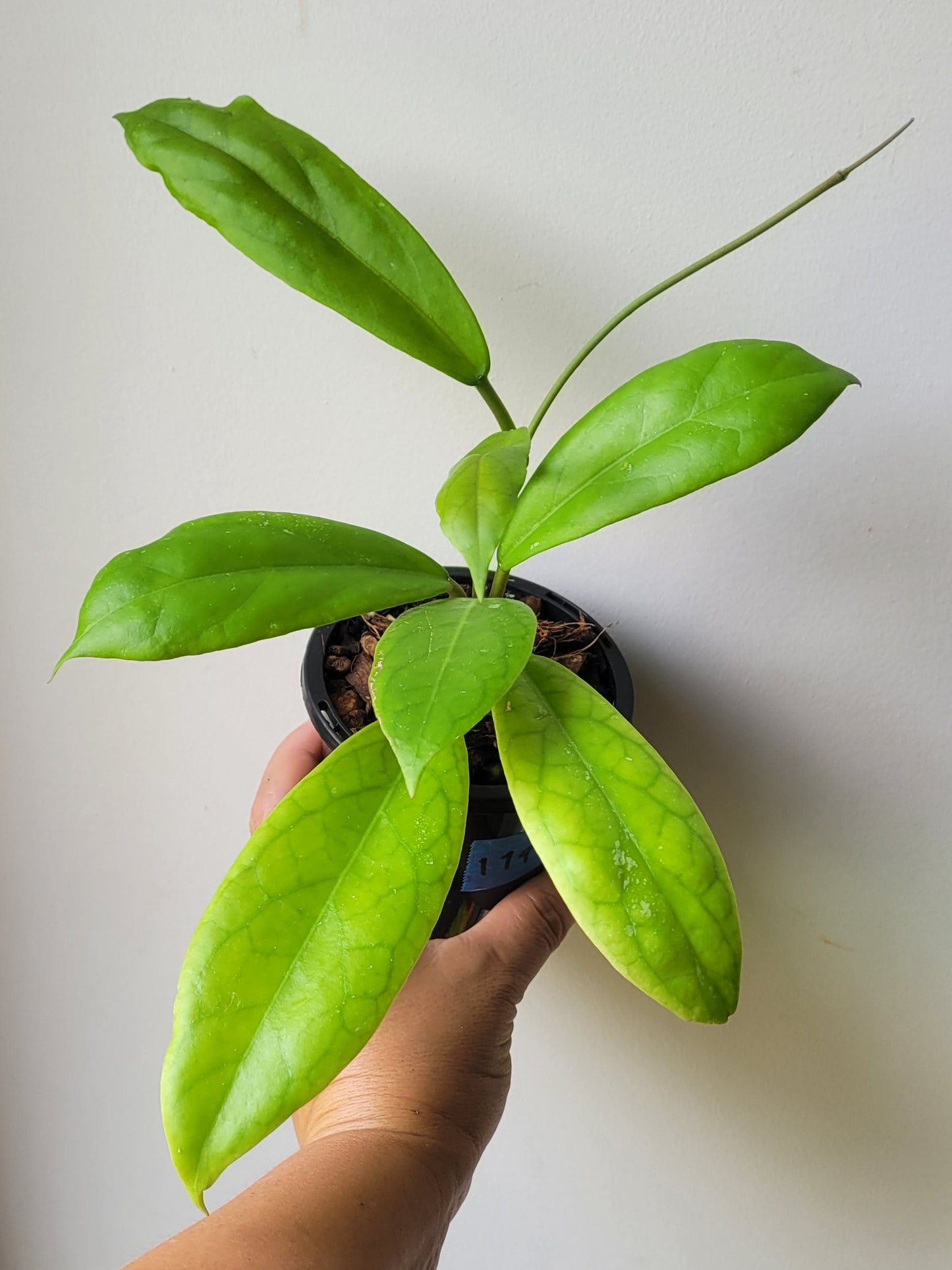 Hoya sp. Estrella Waterfall Philippines IML1627
