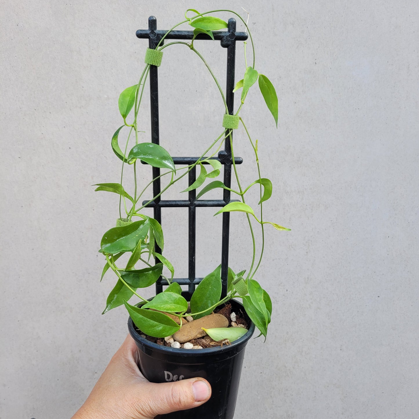 Hoya tannaensis Tanna Island IML0463