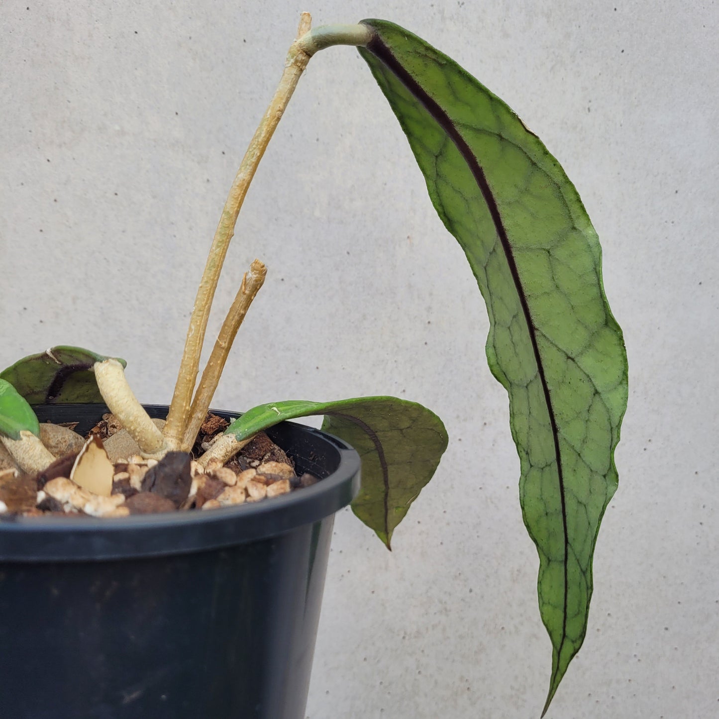 Hoya clemensiorum Sabah IML1752