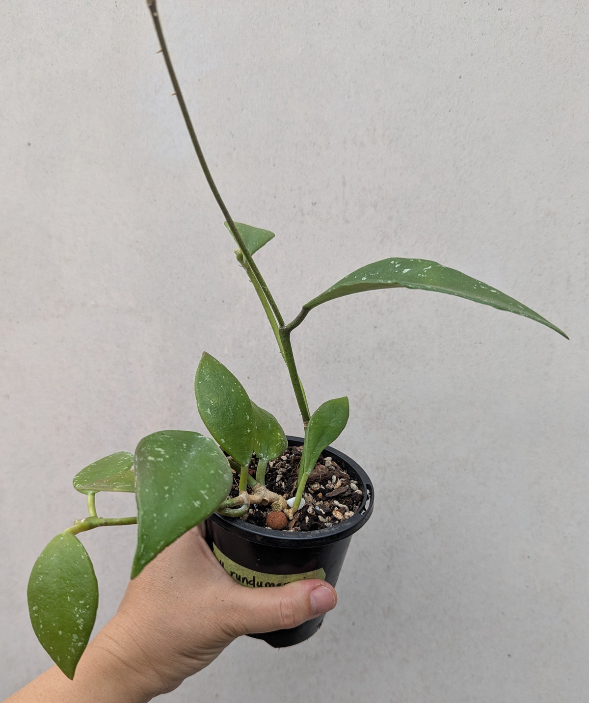 Hoya rundumensis