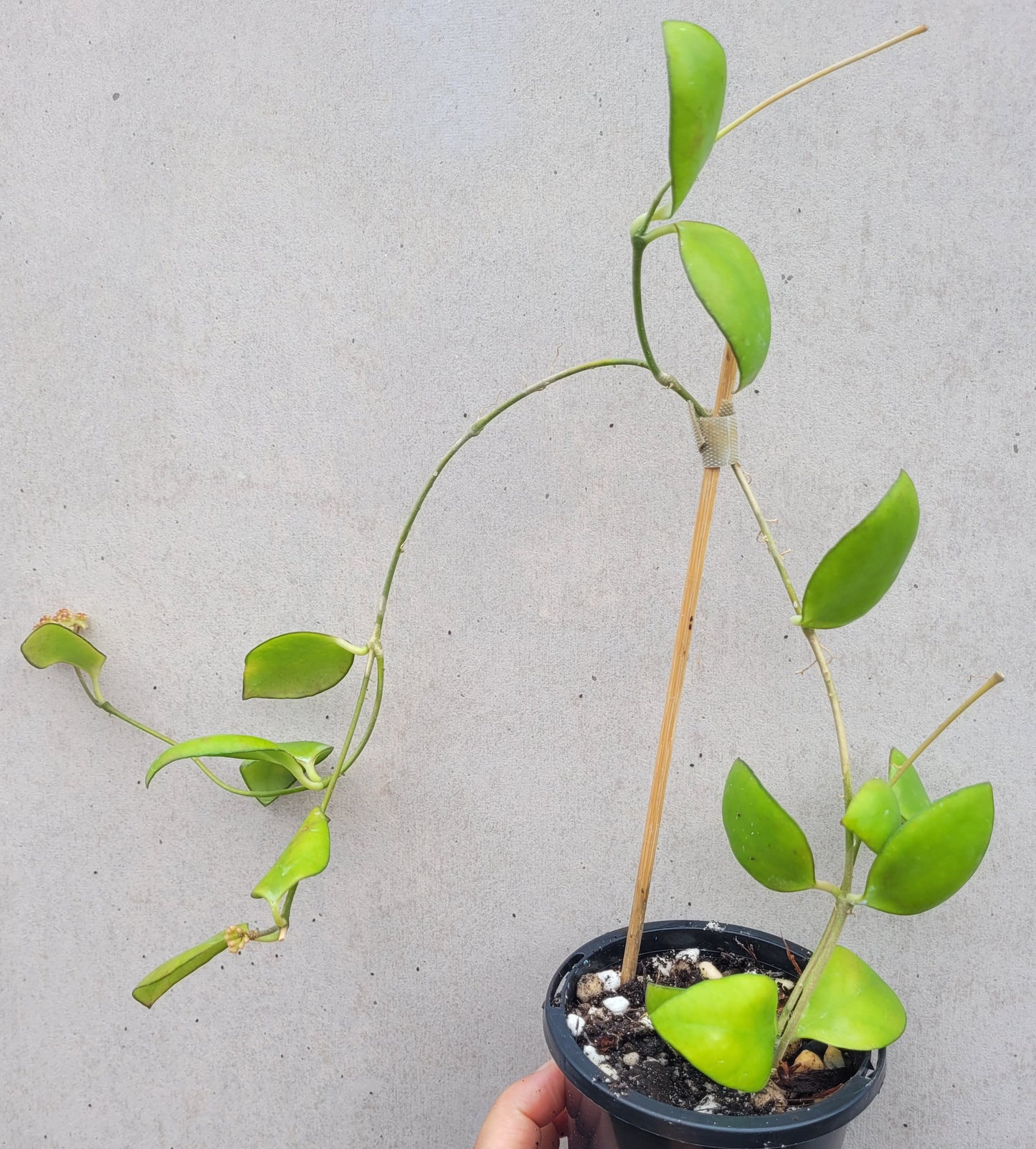 Hoya myrmecopa Sulawesi IML1377