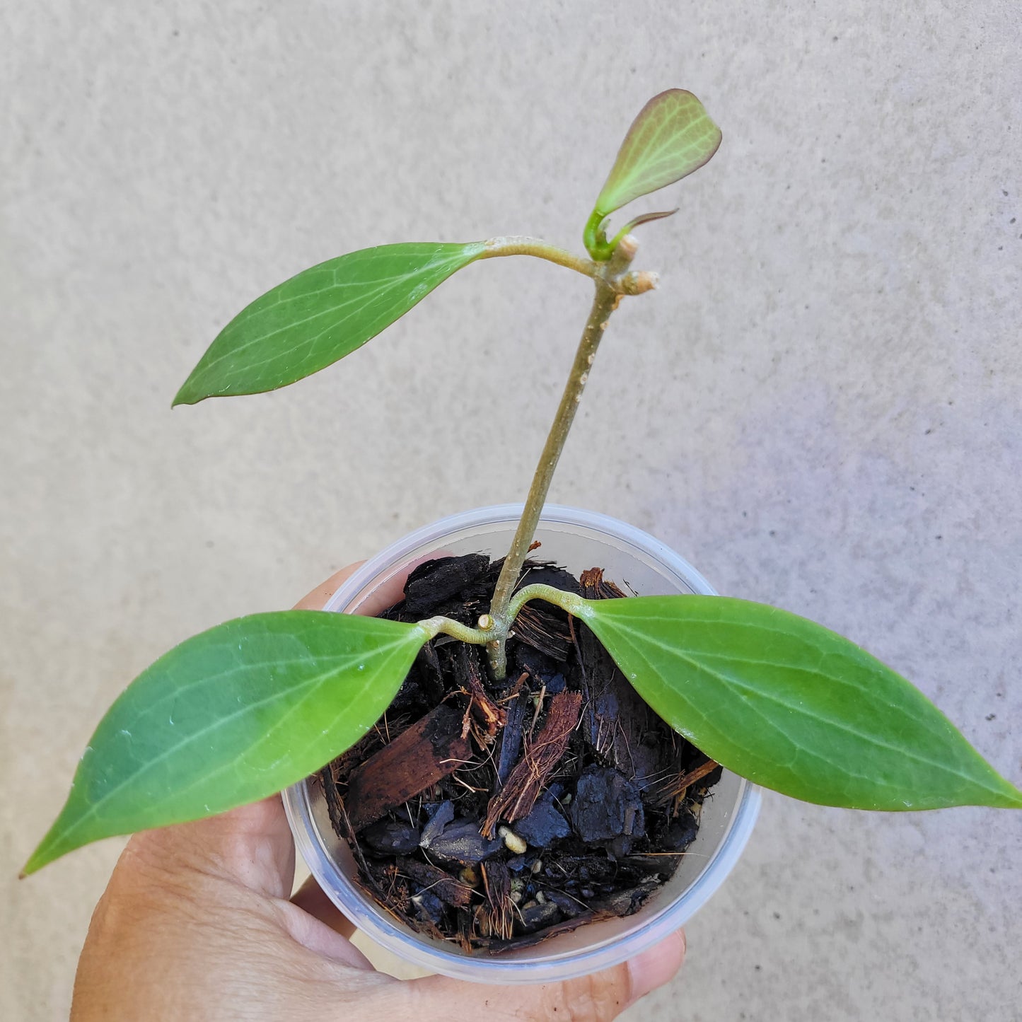 Hoya chunii IML1134 (chuniana) PNG