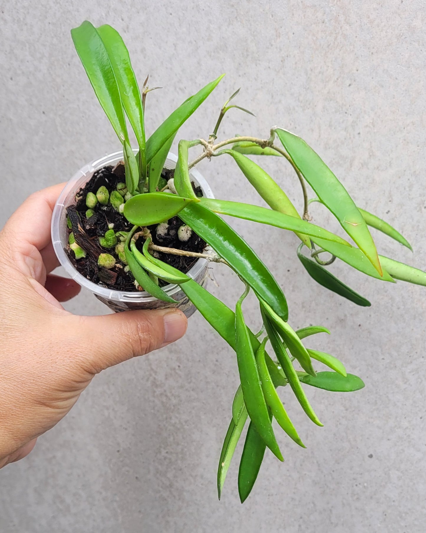 Hoya aff. kentiana Philippines IML0834 (prev h. angustifolia)