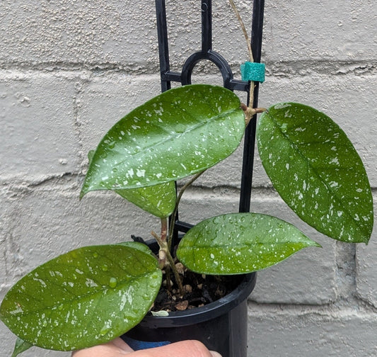 Hoya carnosa 'Starry Night'